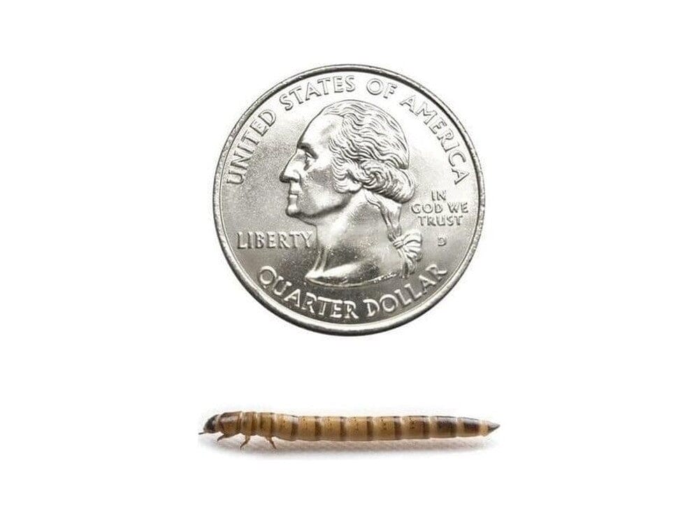 Superworms FREE SHIPPING - Image 31