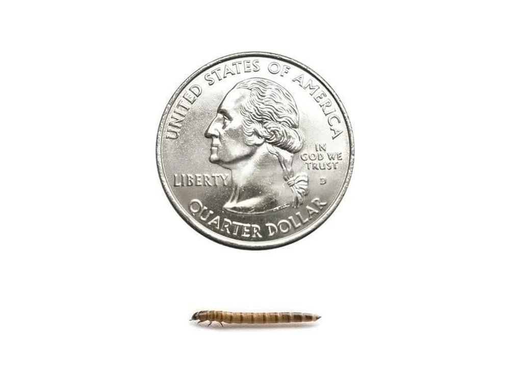 Superworms FREE SHIPPING - Image 4