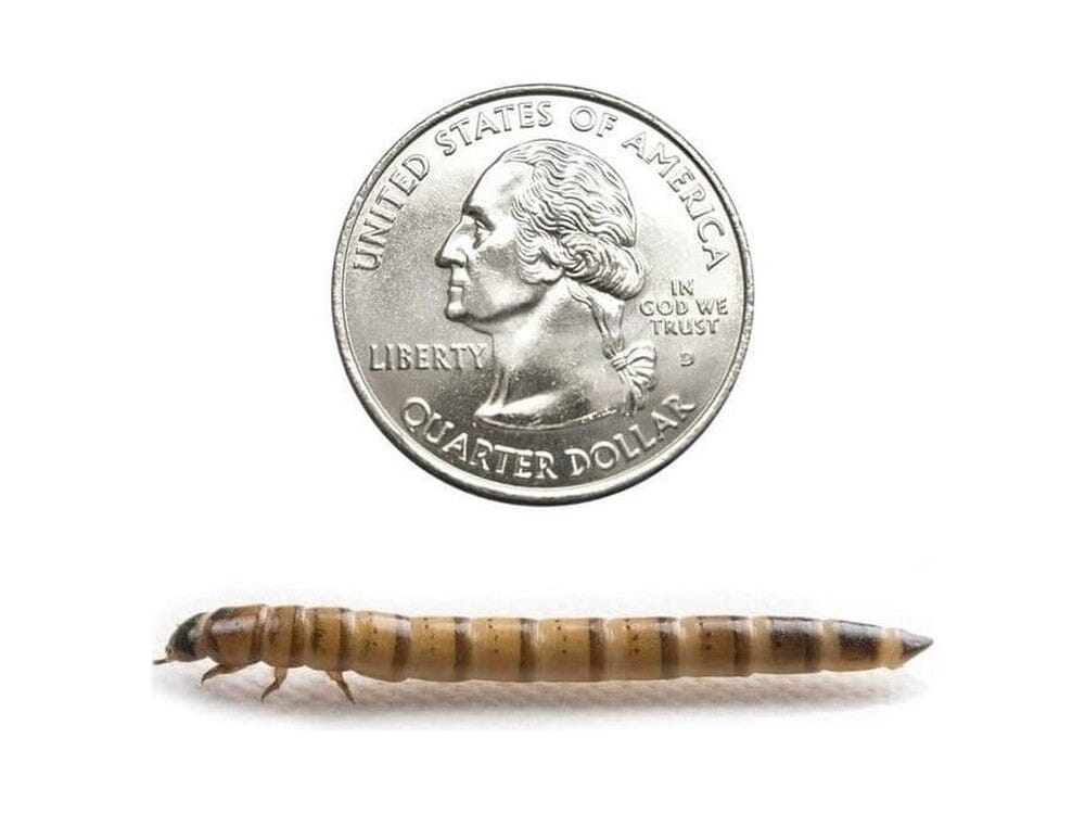 Superworms FREE SHIPPING - Image 42