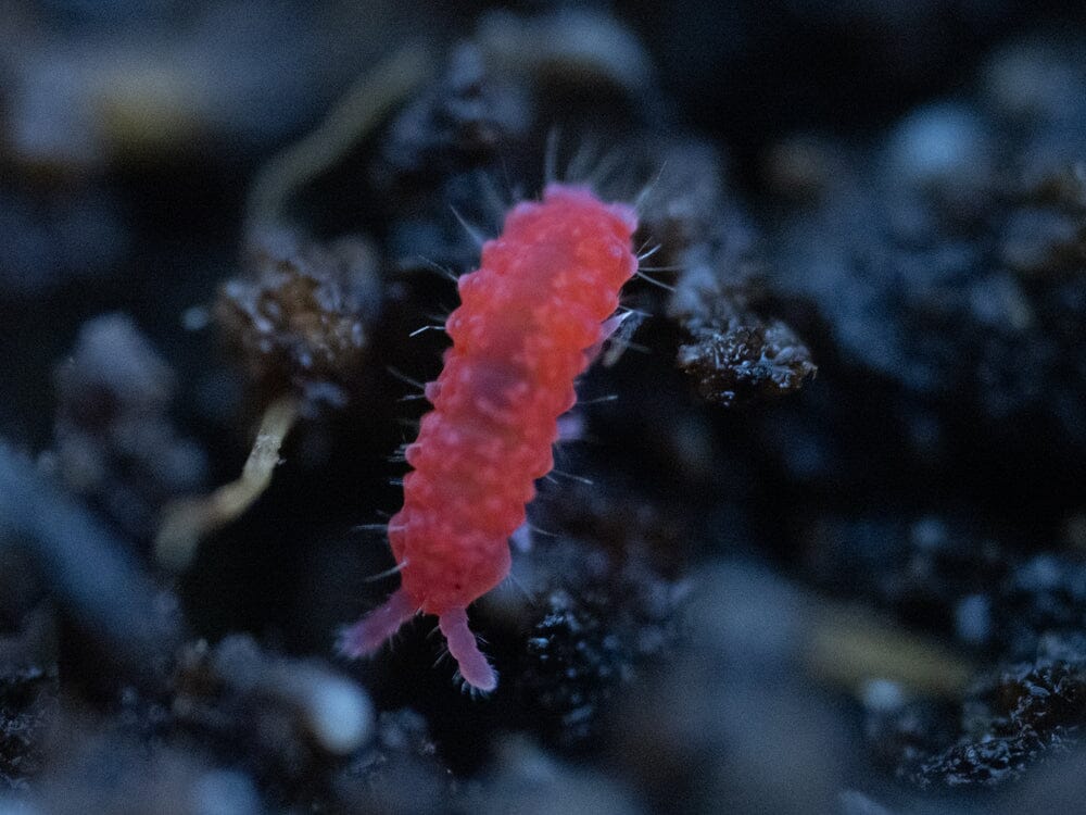 Thai Red Springtails 10ct. (Lobella sp.) - Image 2
