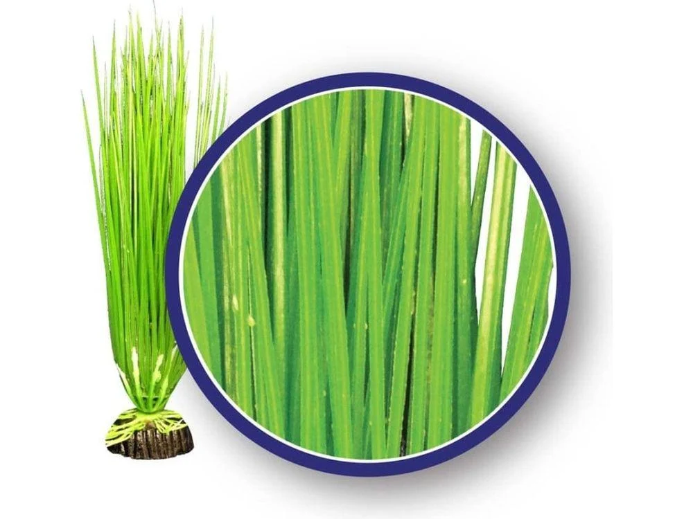 Weco Products Freshwater Series Asian Hairgrass Aquarium Plant Green, 1ea/12 in