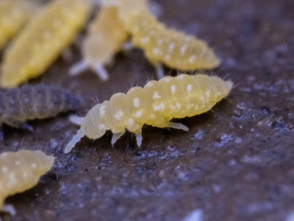 Yellow Albino Springtails 10ct. (Ceratophysella sp.) - Image 3